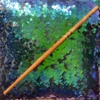 Kép 1/2 - Erdeifenyő pálca, sárkányszívizomhúr maggal, ChrillWander műhelyéből