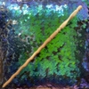 Kép 1/2 - Mogyorófa pálca, főnixtoll maggal, ChrillWander műhelyéből 