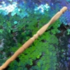 Kép 2/2 - Mogyorófa pálca, főnixtoll maggal, ChrillWander műhelyéből 